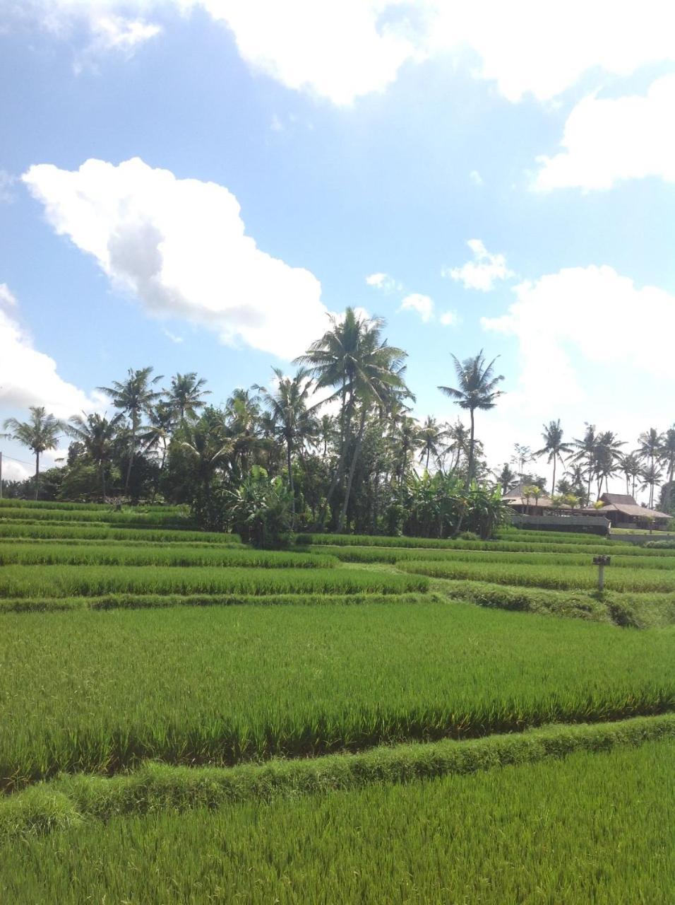 Uma Dhari Villa By Prasi Ubud Zewnętrze zdjęcie